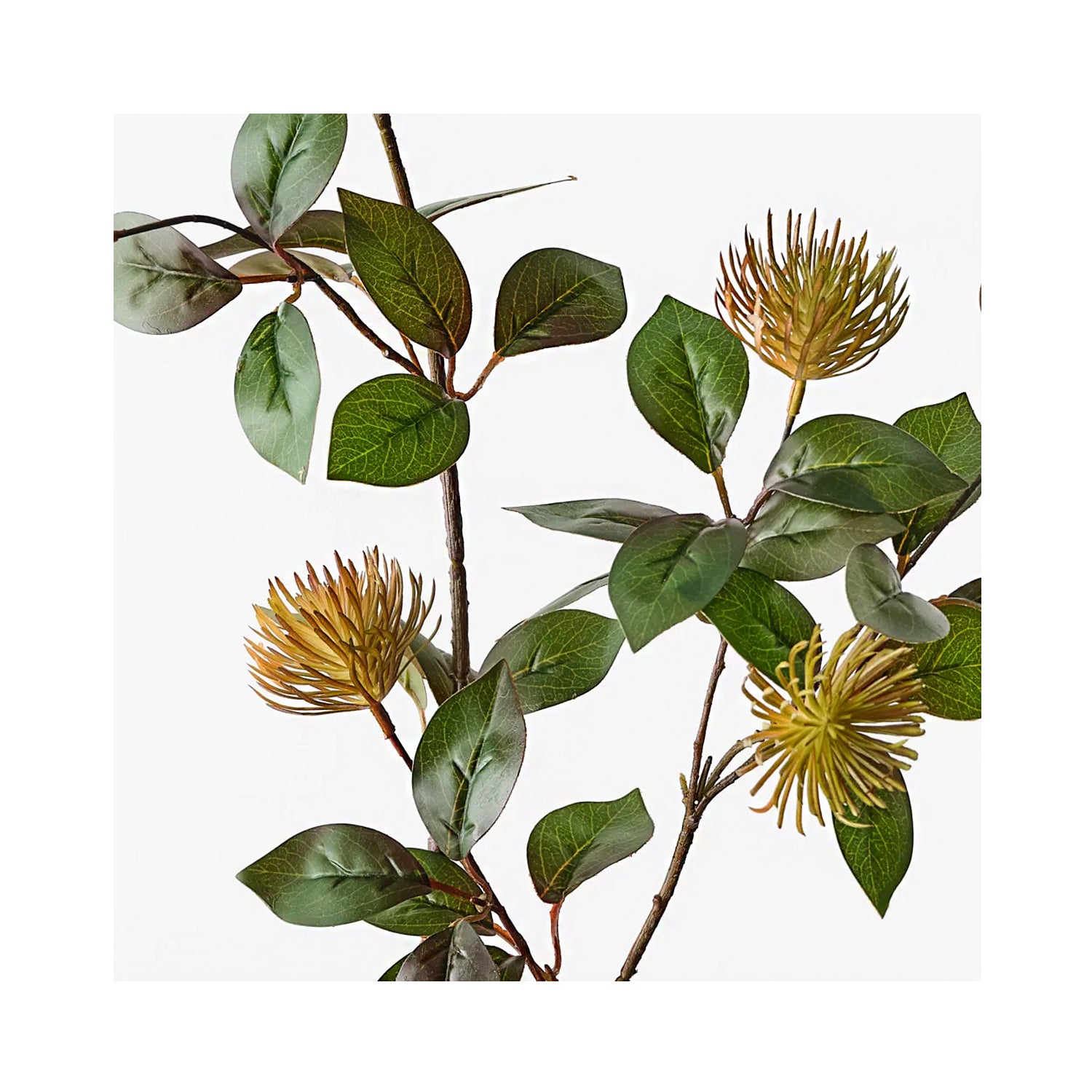 Protea Leucospermum Spray - Rust