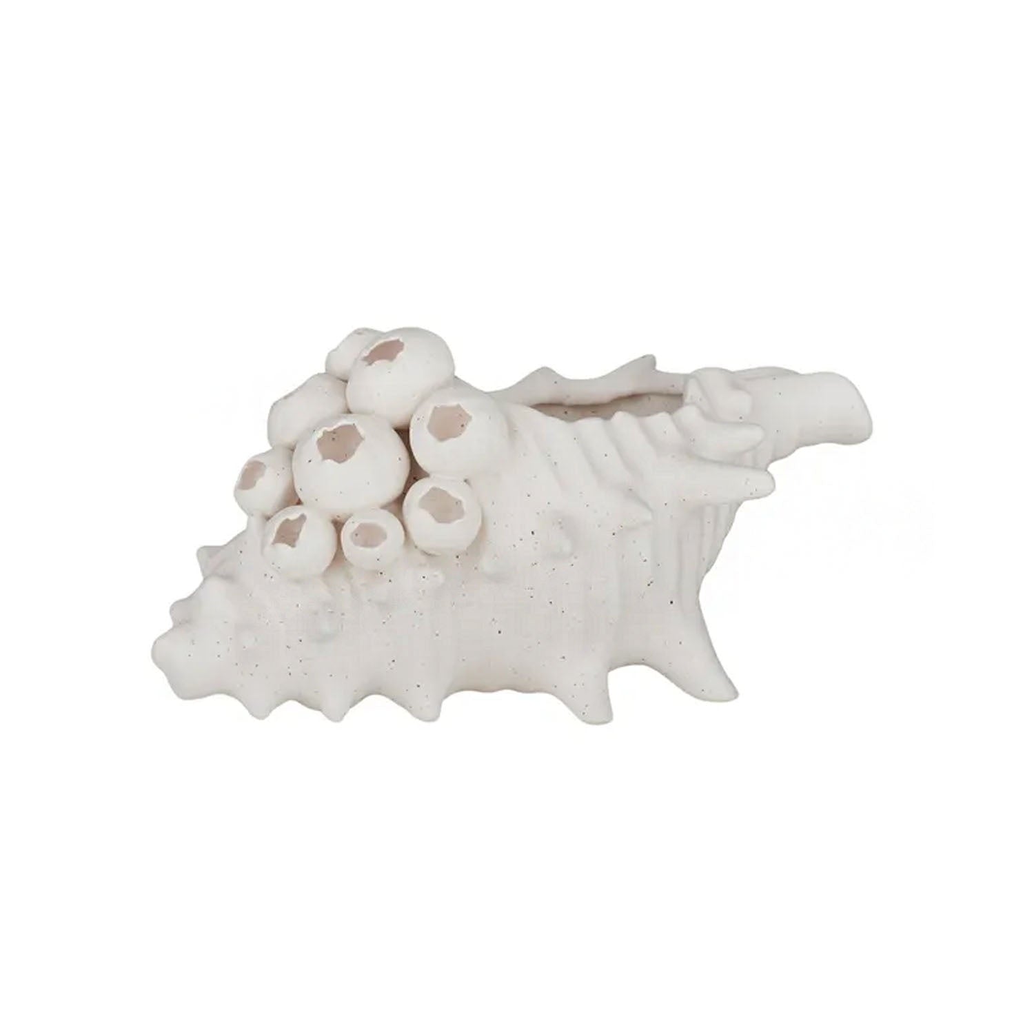 Sculpture Shell Ceramic - Barwon 24x17cm