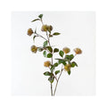 Protea Leucospermum Spray - Rust
