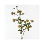 Protea Leucospermum Spray - Rust