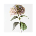Hydrangea - Green Purple