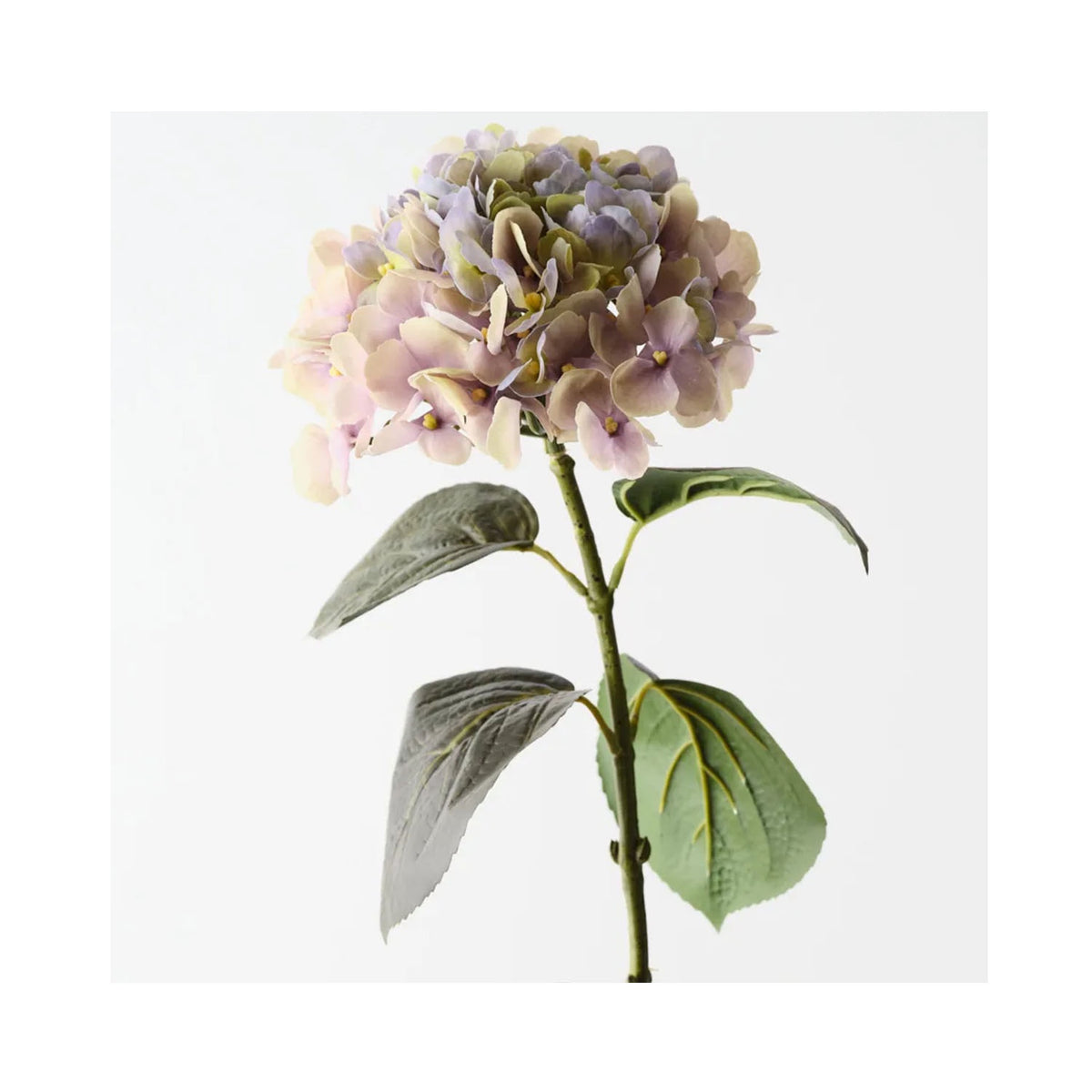 Hydrangea - Green Purple