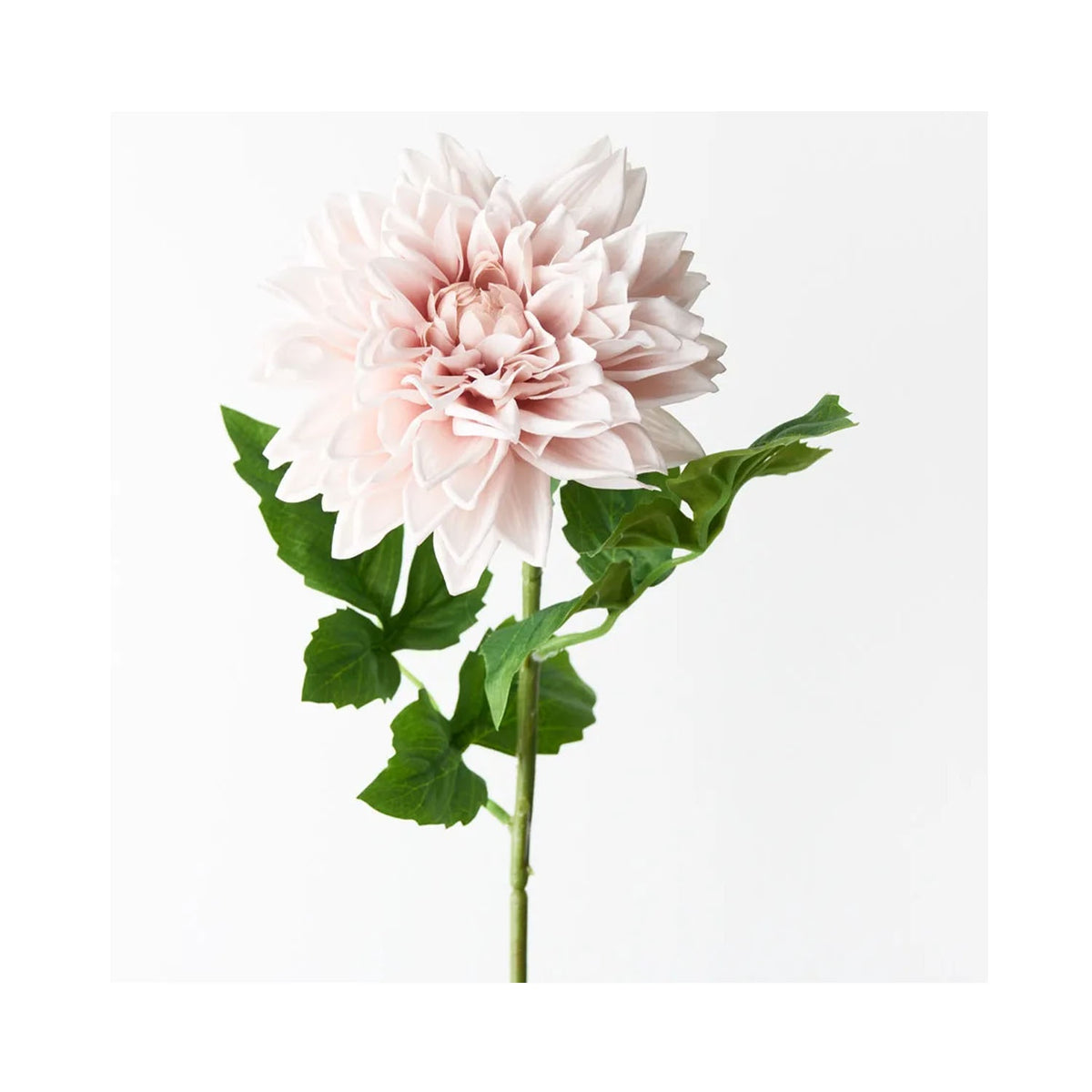 Dahlia - Soft Pink