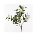 Eucalyptus Tetragona Spray - Green