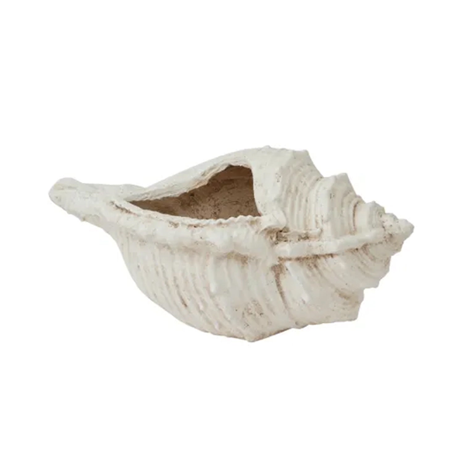 Pot Conch Shell  65x37x32cm Wht