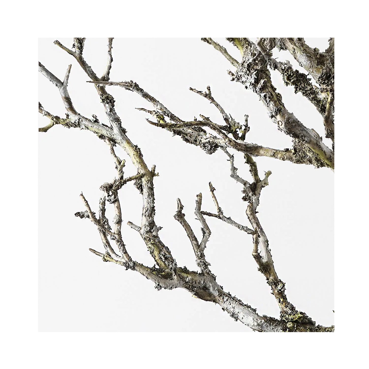 Twig Coral Branch