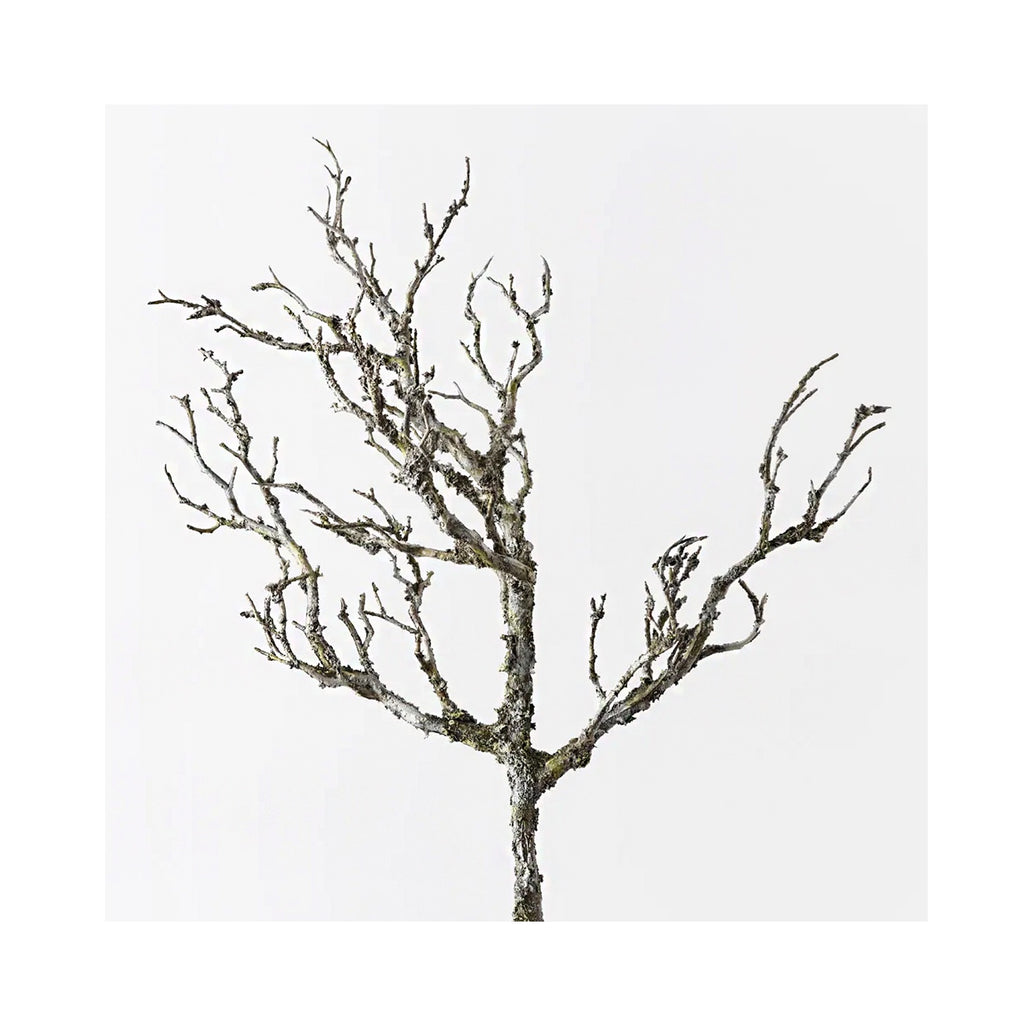 Twig Coral Branch