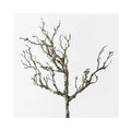 Twig Coral Branch