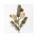 Banksia Spray - Cream