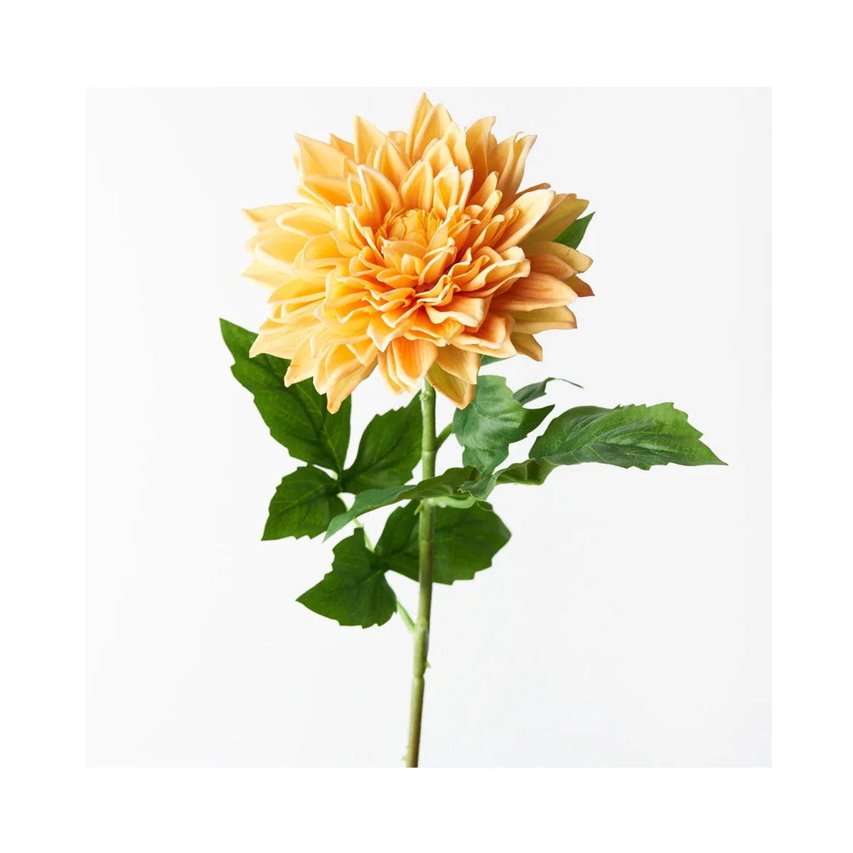 Dahlia - Yellow