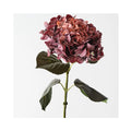 Hydrangea - Burgundy Rust