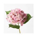 Hydrangea - Mauve