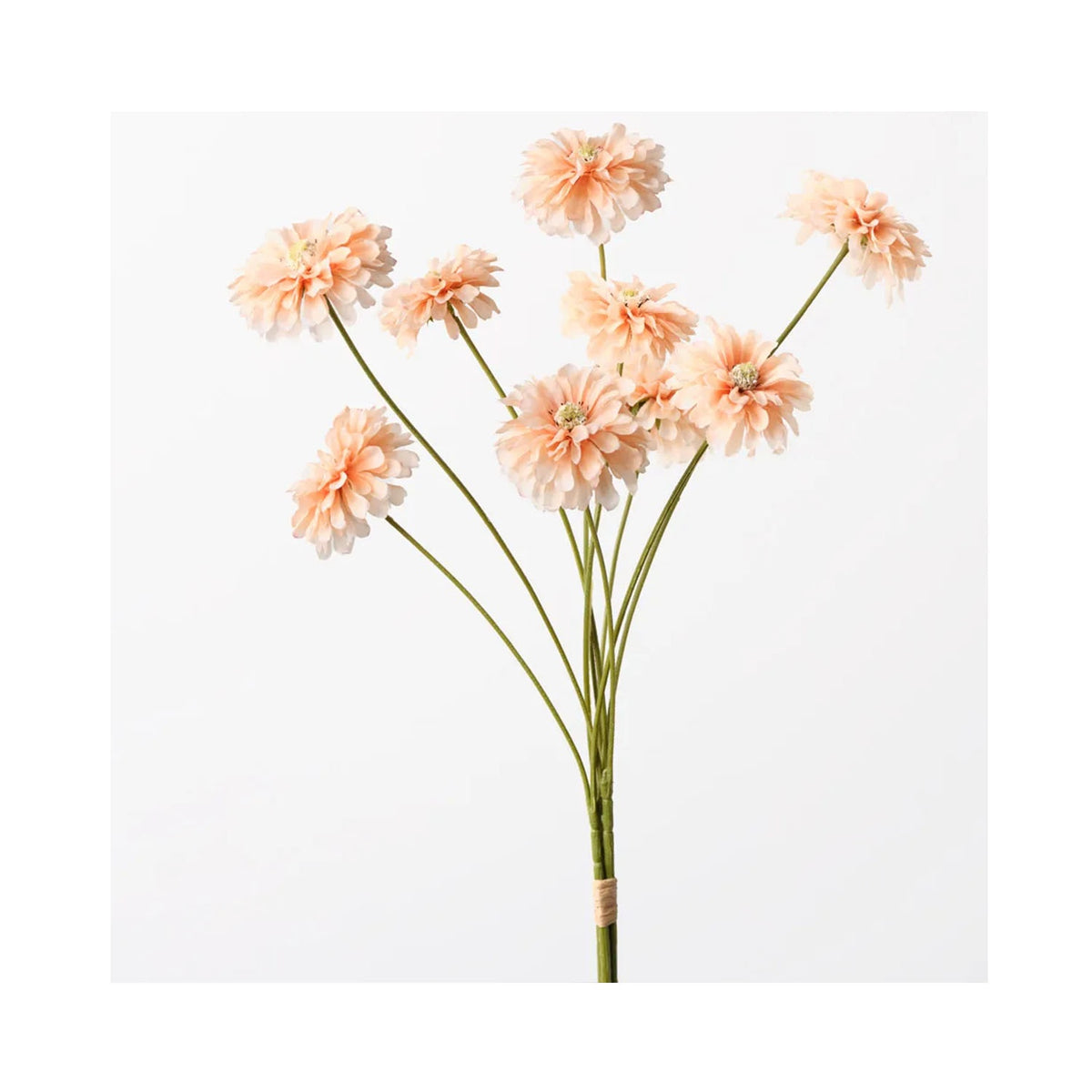 Zinnia Bundle - Peach
