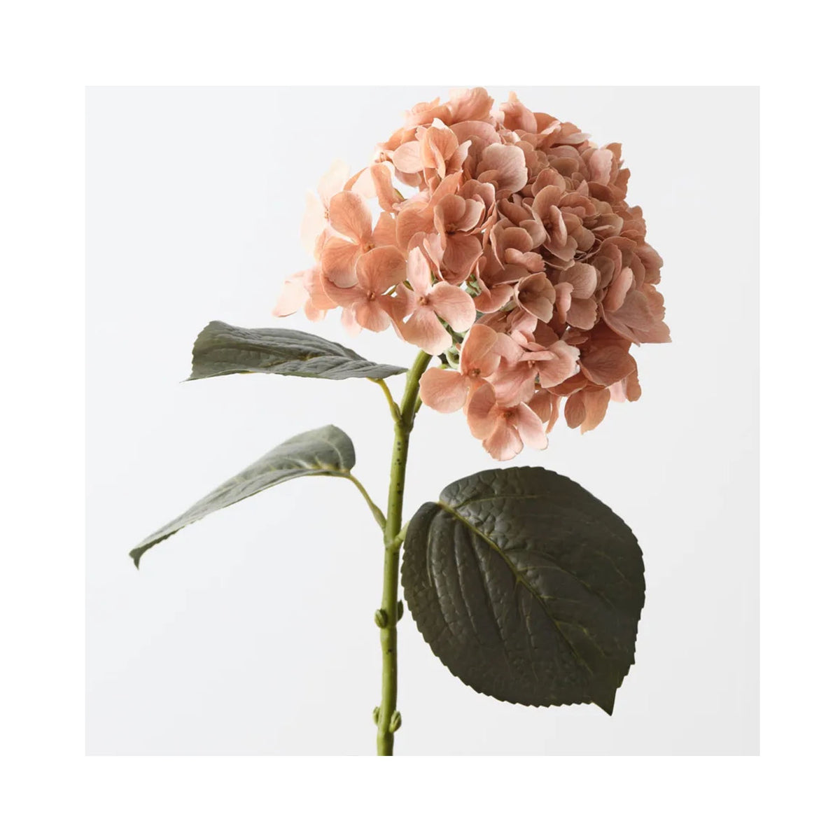 Hydrangea - Coffee Cream