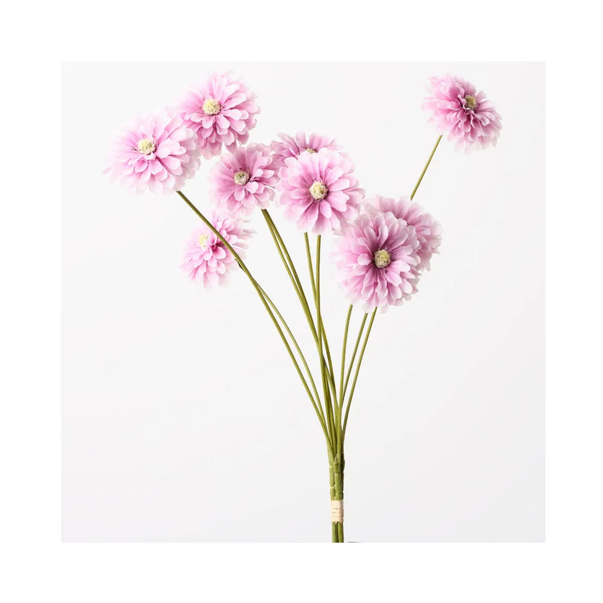 Zinnia Bundle - Lavender