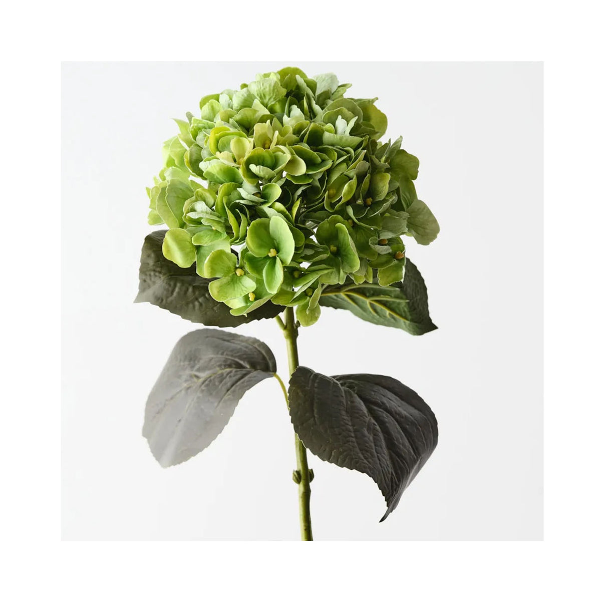 Hydrangea - Green
