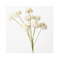 Zinnia Bundle - Ivory