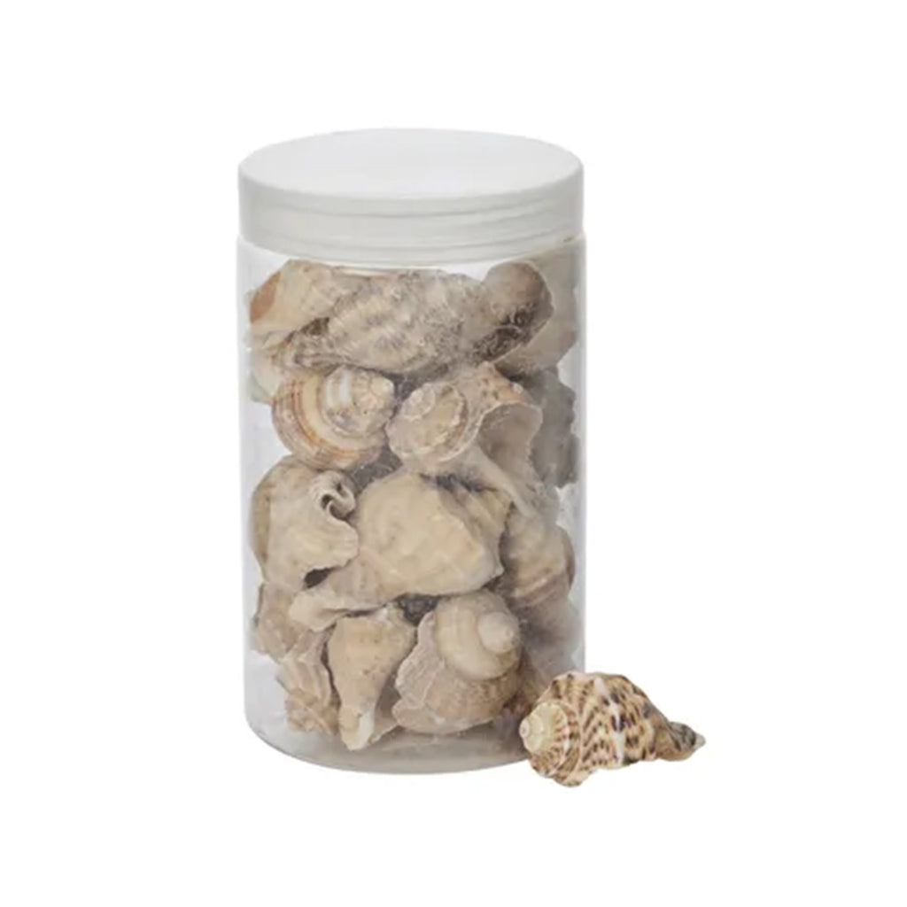 Seashells Murex 500g