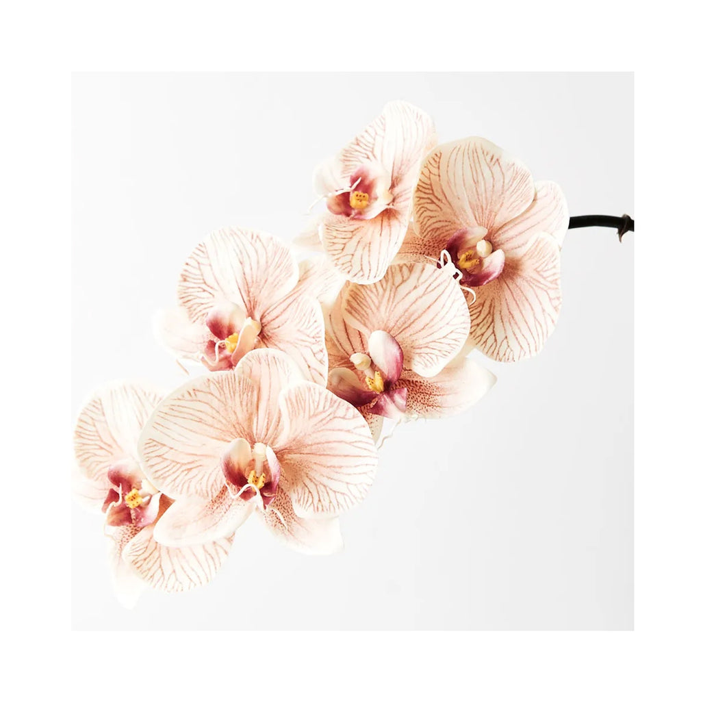 Faux Orchid Phalaenopsis Infused - Mocha