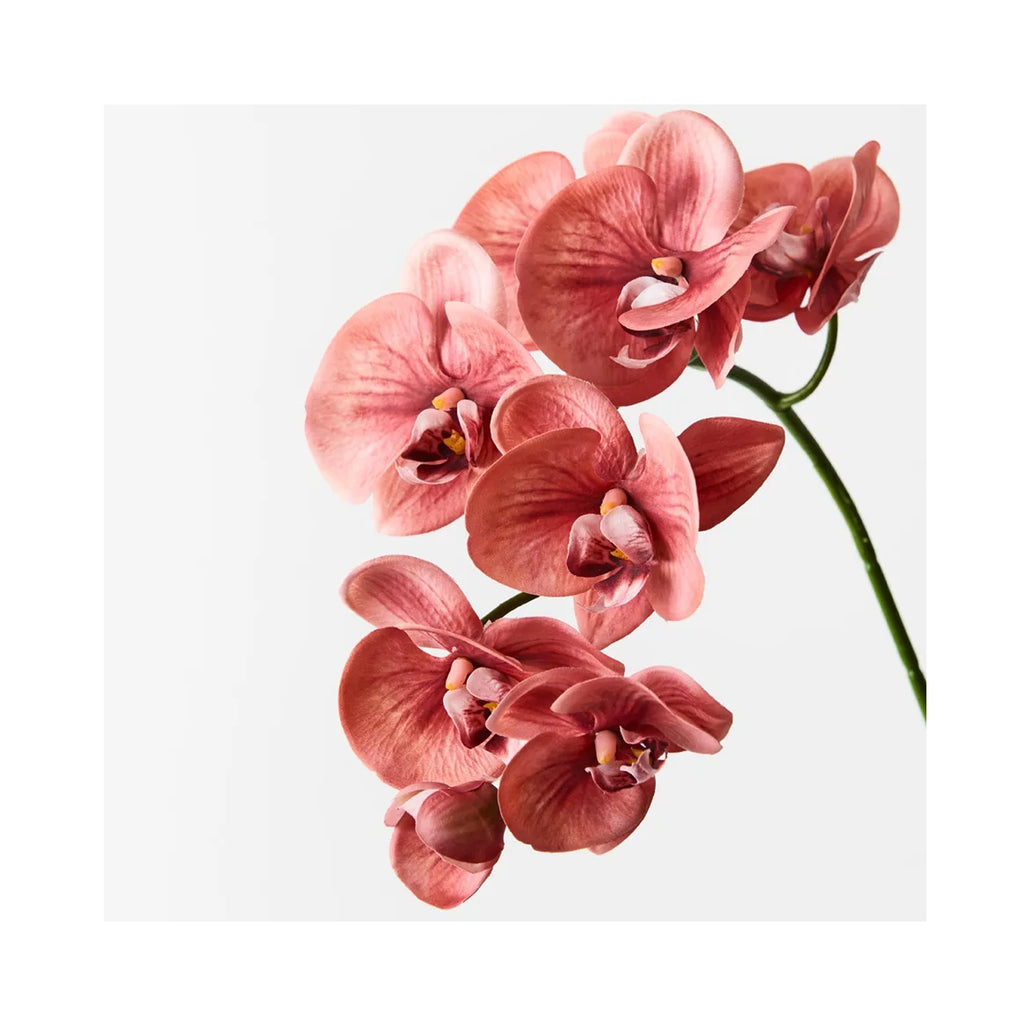 Faux Orchid Phalaenopsis Spray - Watermelon