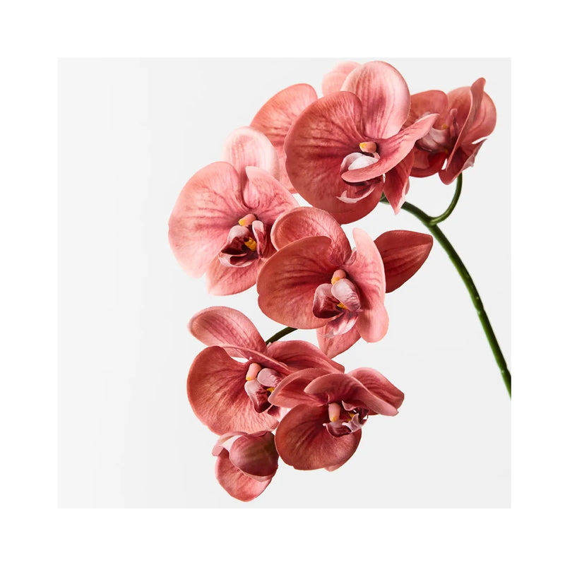 Faux Orchid Phalaenopsis Spray - Watermelon
