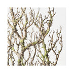 Twig Coral Branch - Grey Green