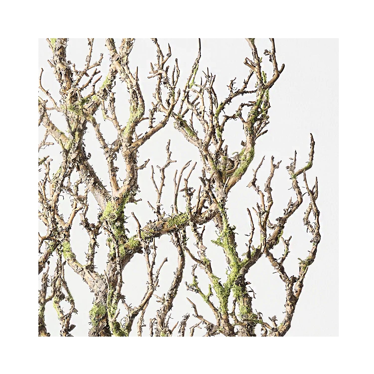 Twig Coral Branch - Grey Green