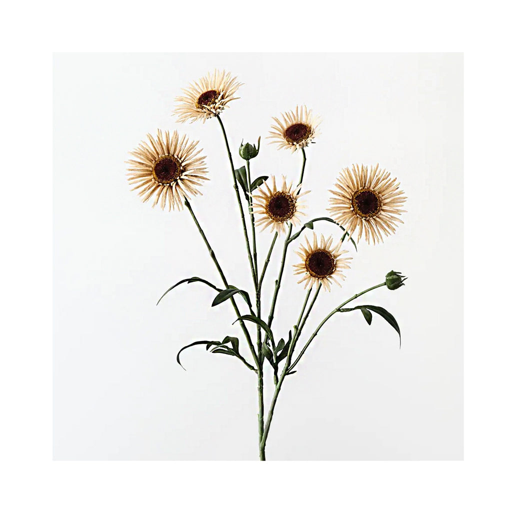 Daisy Spray - Ivory