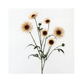 Daisy Spray - Ivory