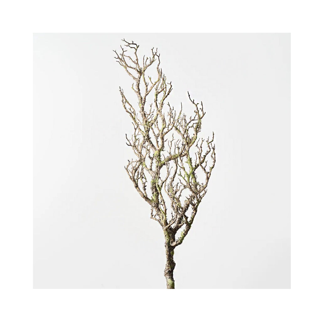 Twig Coral Branch - Grey Green