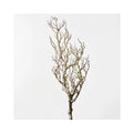 Twig Coral Branch - Grey Green