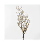 Twig Coral Branch - Grey Green