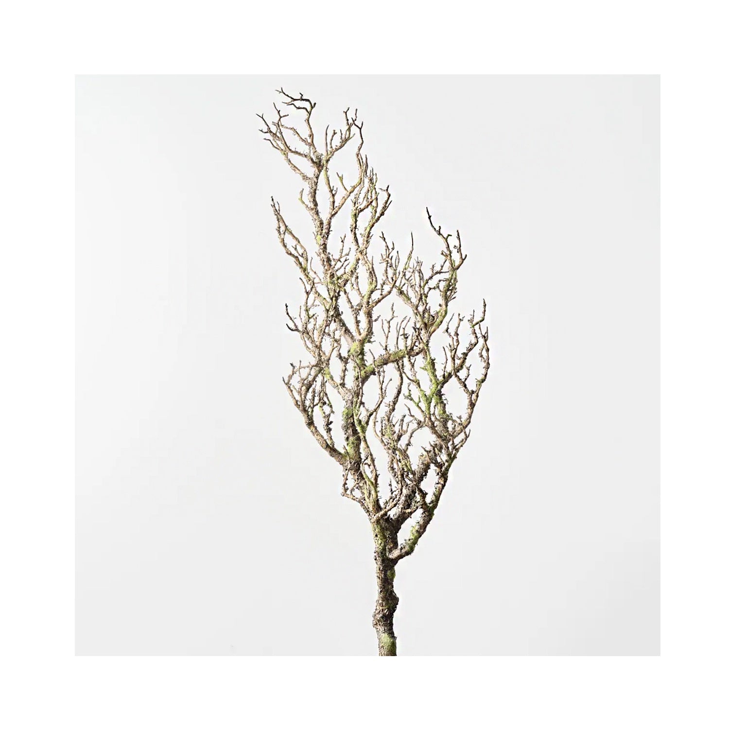 Twig Coral Branch - Grey Green