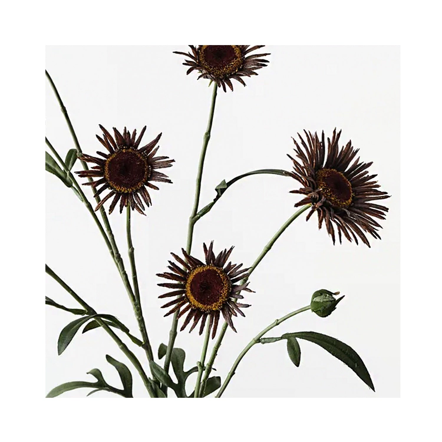 Daisy Spray - Chocolate