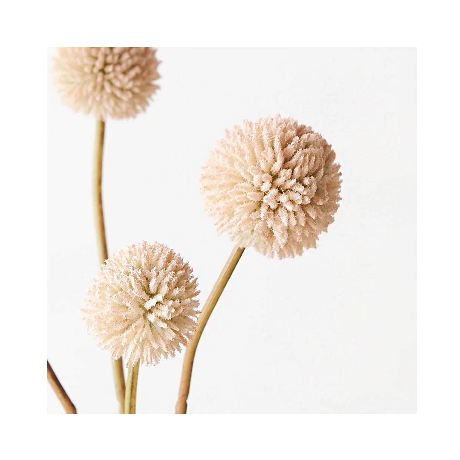Billy Button Bundle - Cream Pink