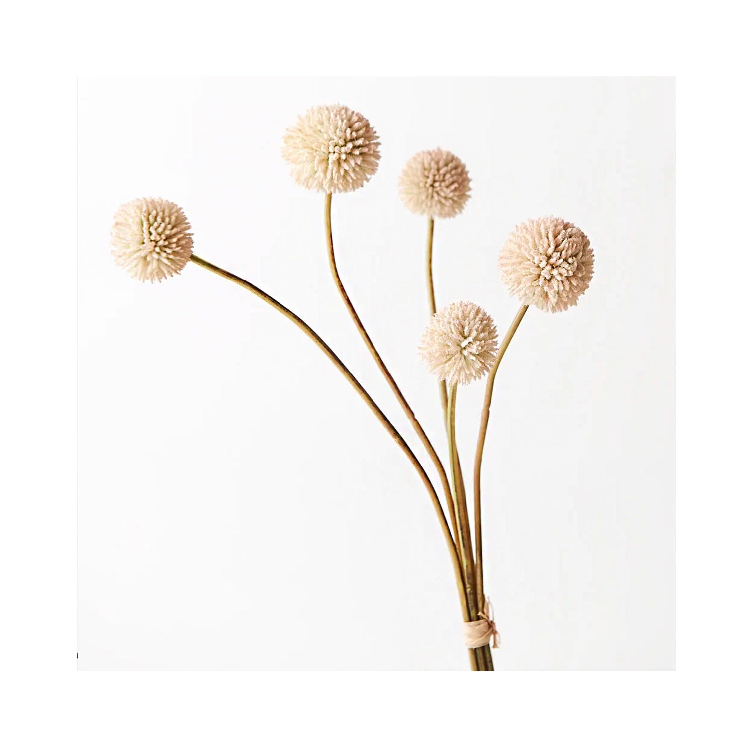 Billy Button Bundle - Cream Pink