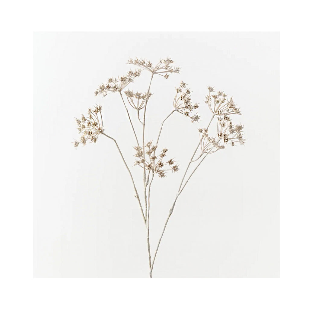 Wild Chervil Spray - Sand Wash