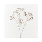Wild Chervil Spray - Sand Wash