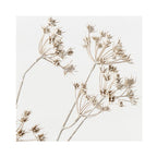 Wild Chervil Spray - Sand Wash