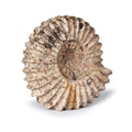 Fossil Ammonite