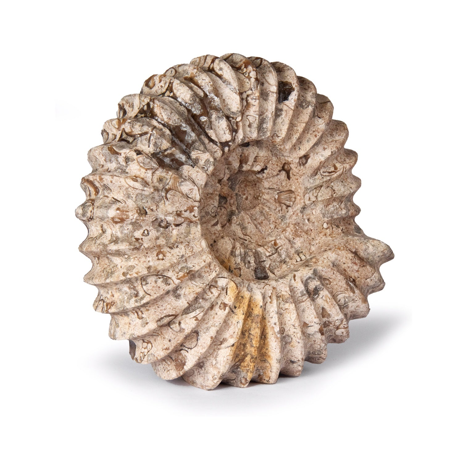 Fossil Ammonite