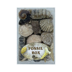 Fossil Boxes