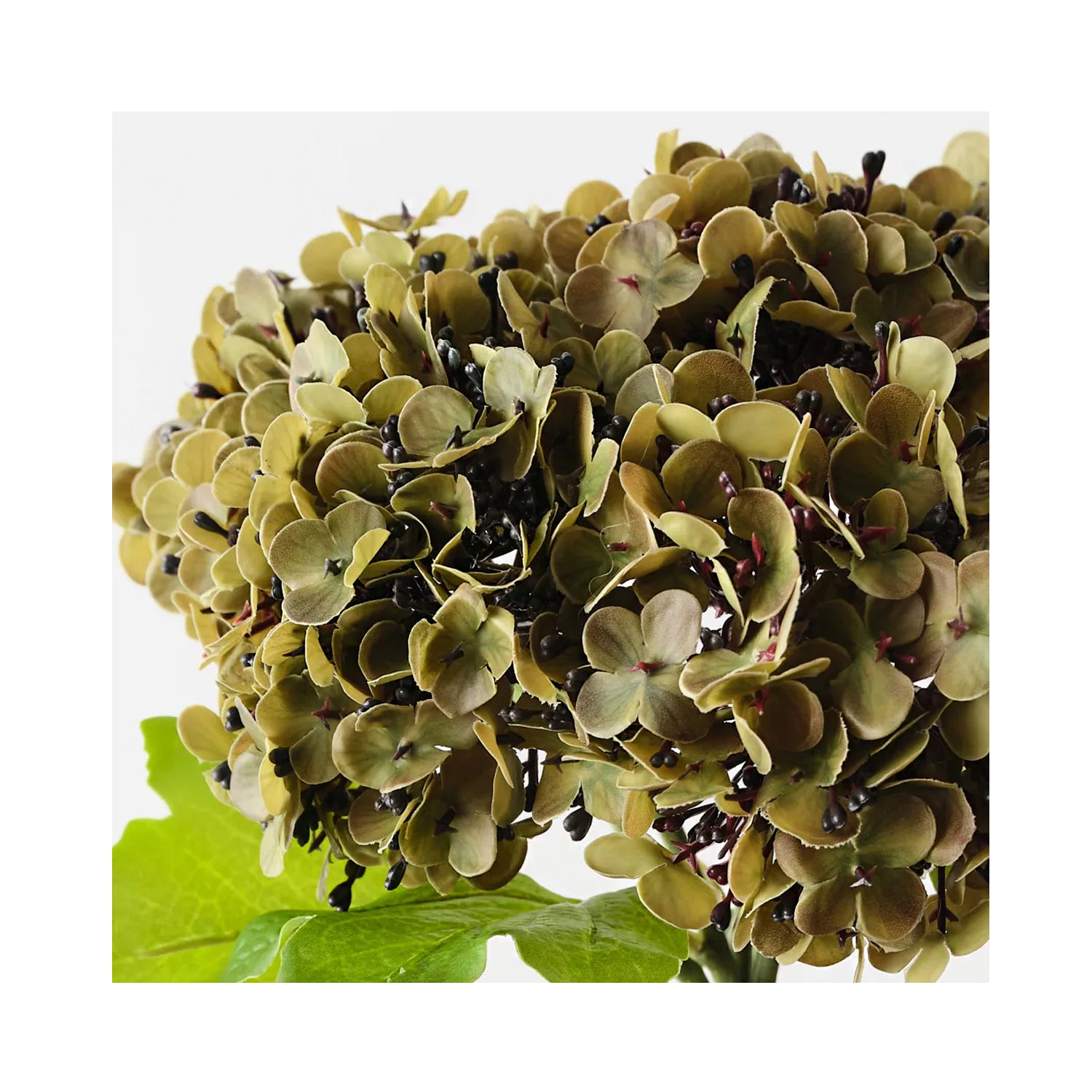 Hydrangea Bundle - Olive