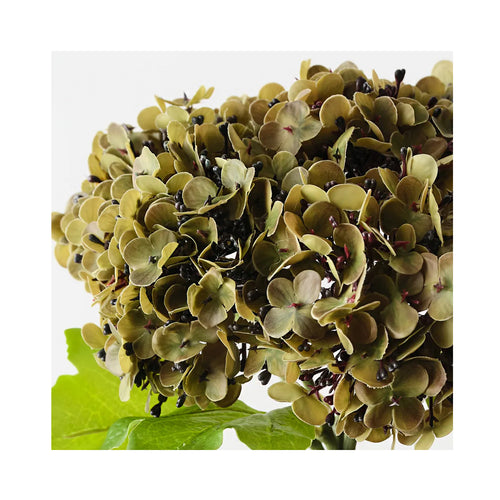 Hydrangea Bundle - Olive
