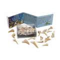Fossil Shark Teeth