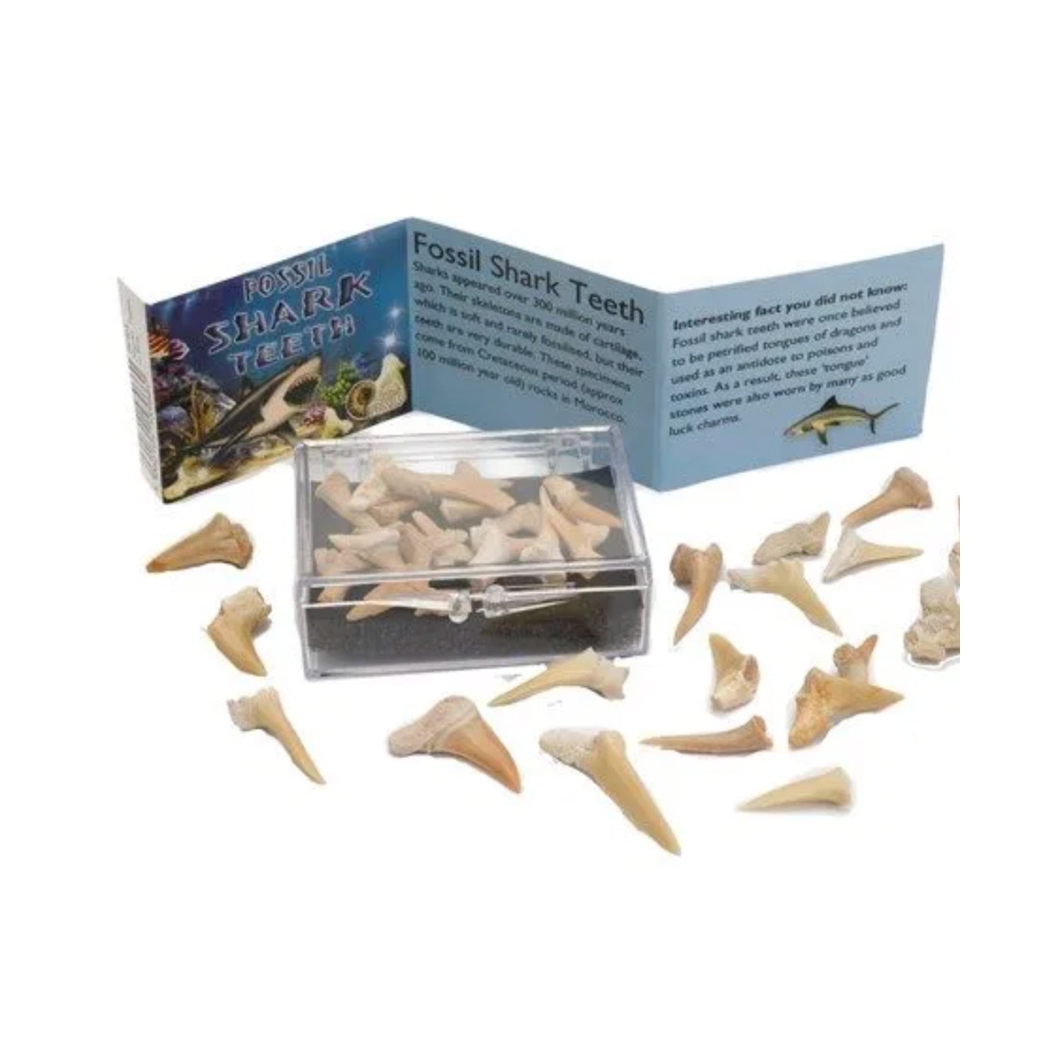 Fossil Shark Teeth