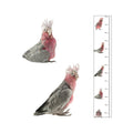 Height Chart - Galah (Sid)