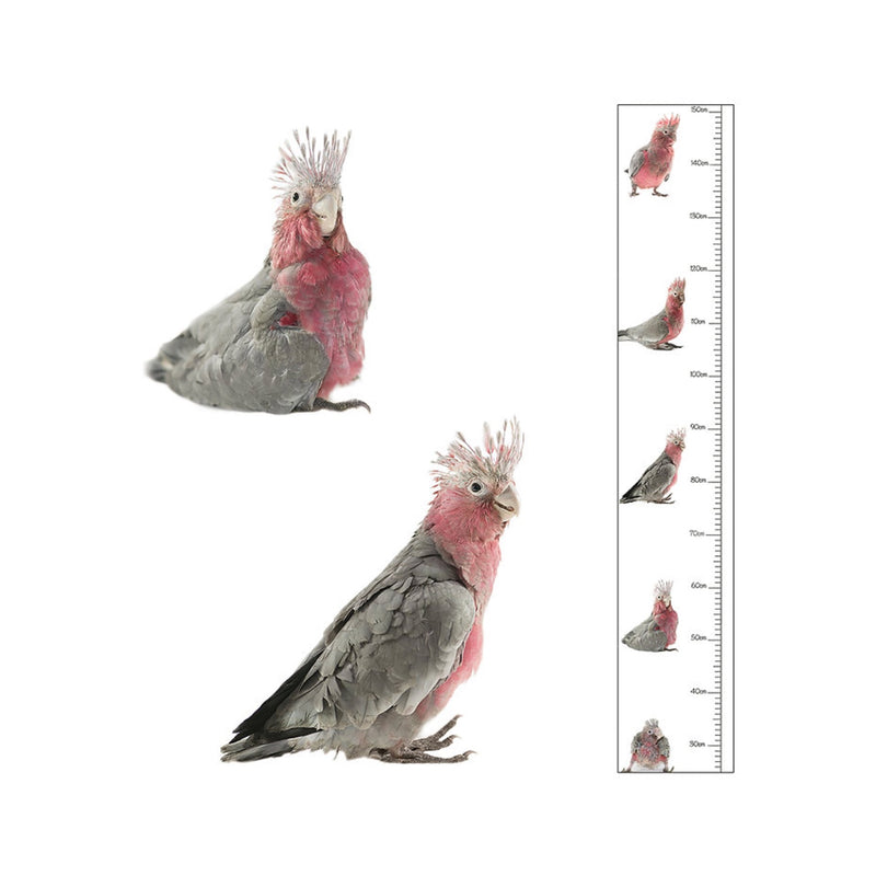 Height Chart - Galah (Sid)