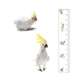 Height Chart - Cockatoo (Kettle)