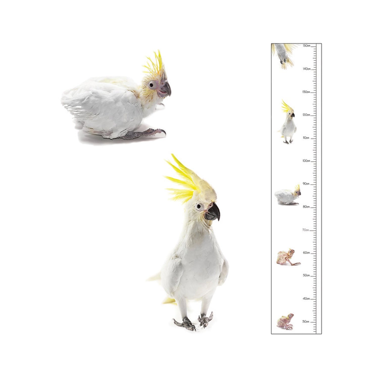 Height Chart - Cockatoo (Kettle)